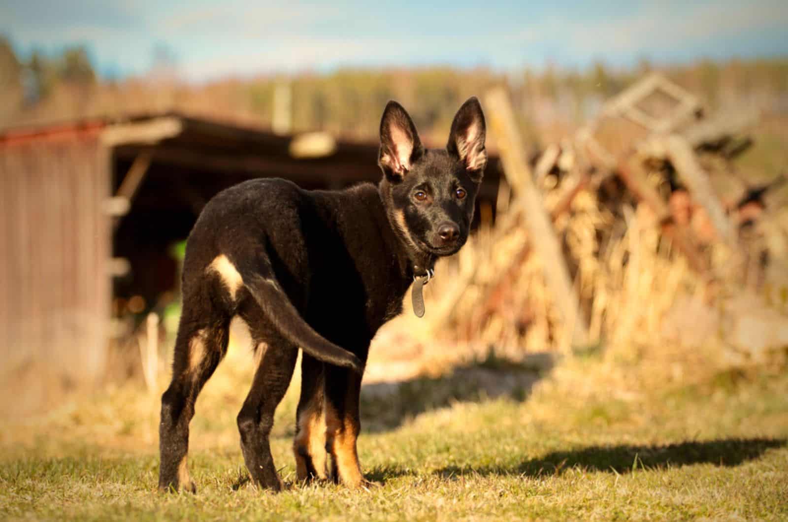 young bicolor german shepherd in the yard