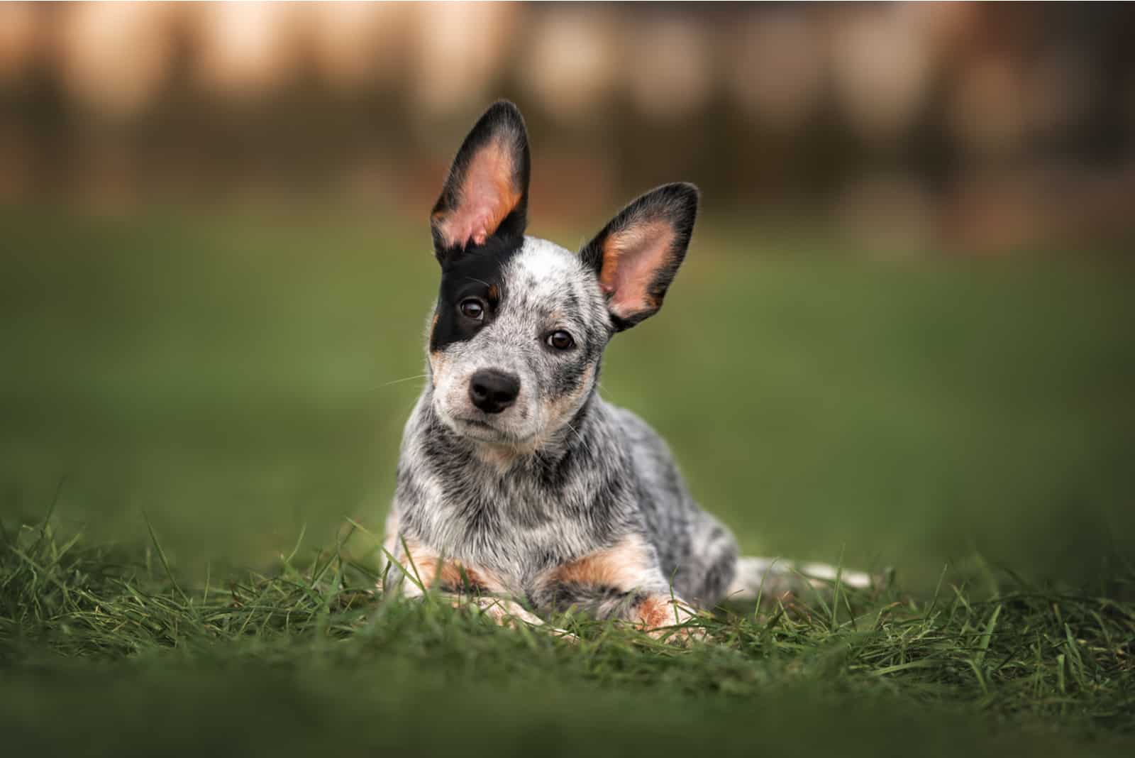 young blue heeler puppy