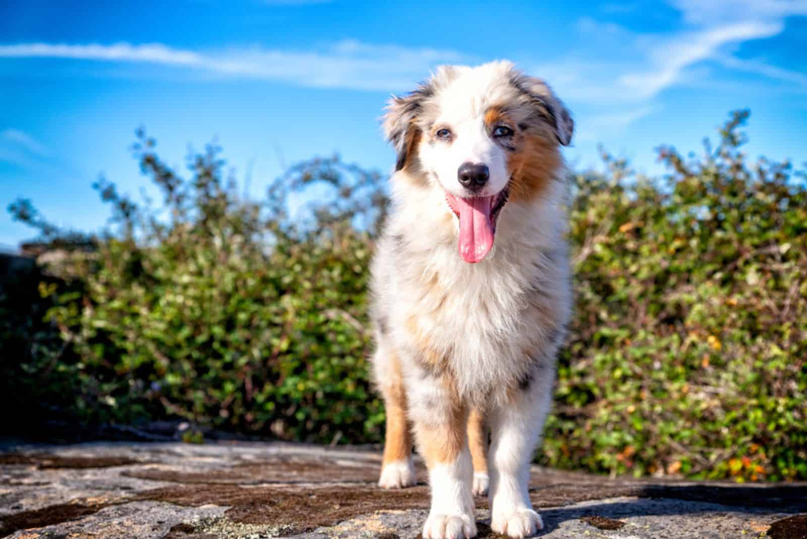 young blue merle australian shepherd puppie