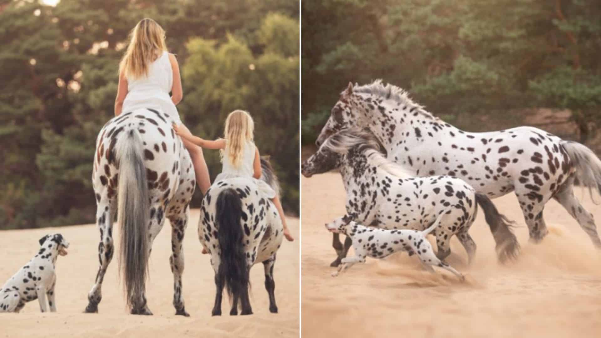 Dalmatian Puppy Believes Horses Are His Family Due To A Coat Pattern Similarity