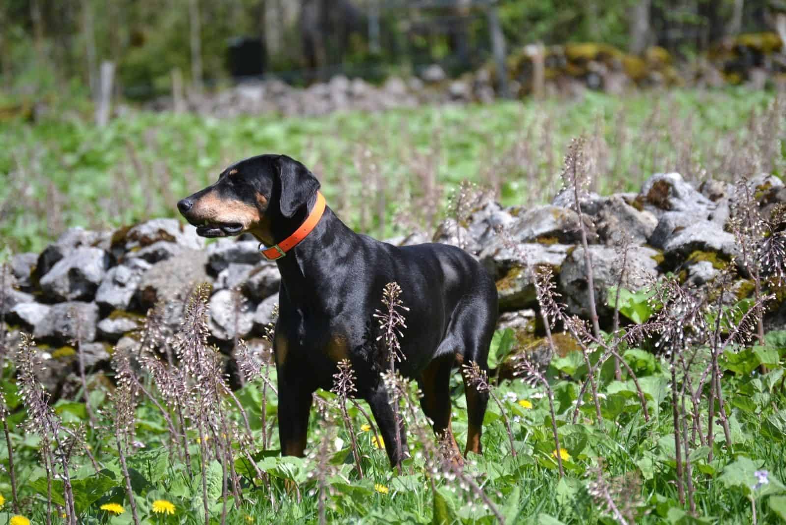 young doberman purebred in nature standing