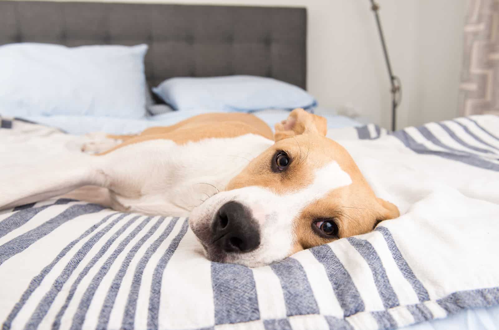 young fawn white dog relaxing and purring