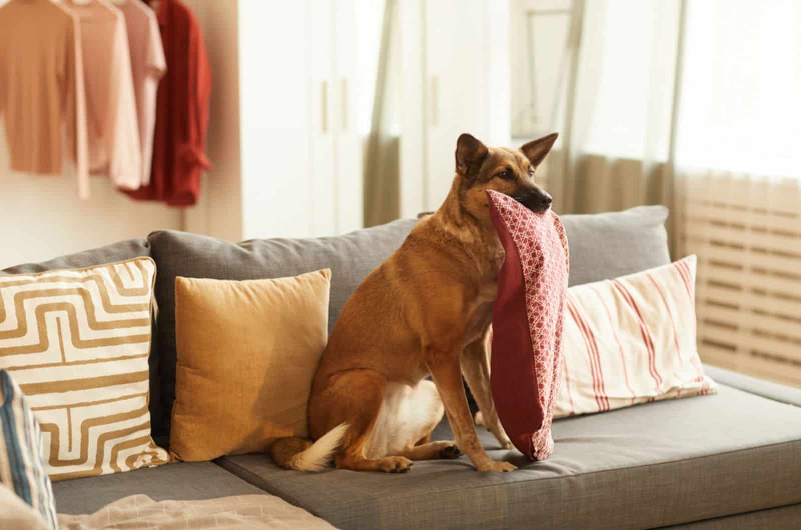 young german shepherd sitting on the couch and holding a pillow in his mouth