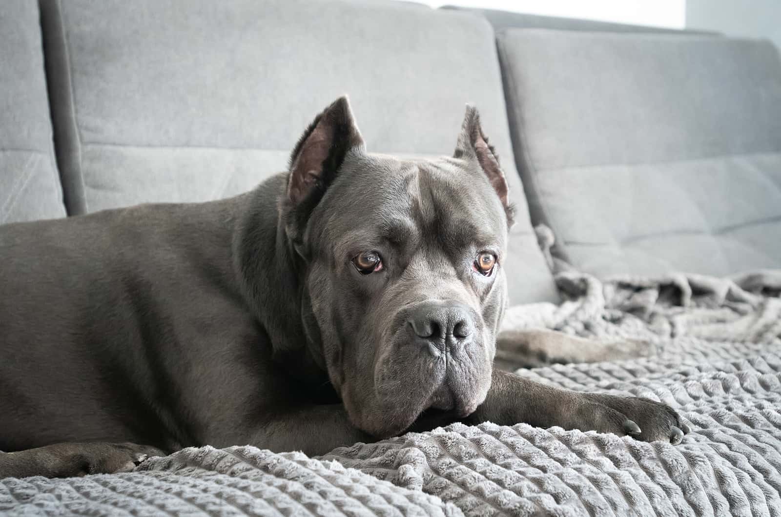 young gray cane corso