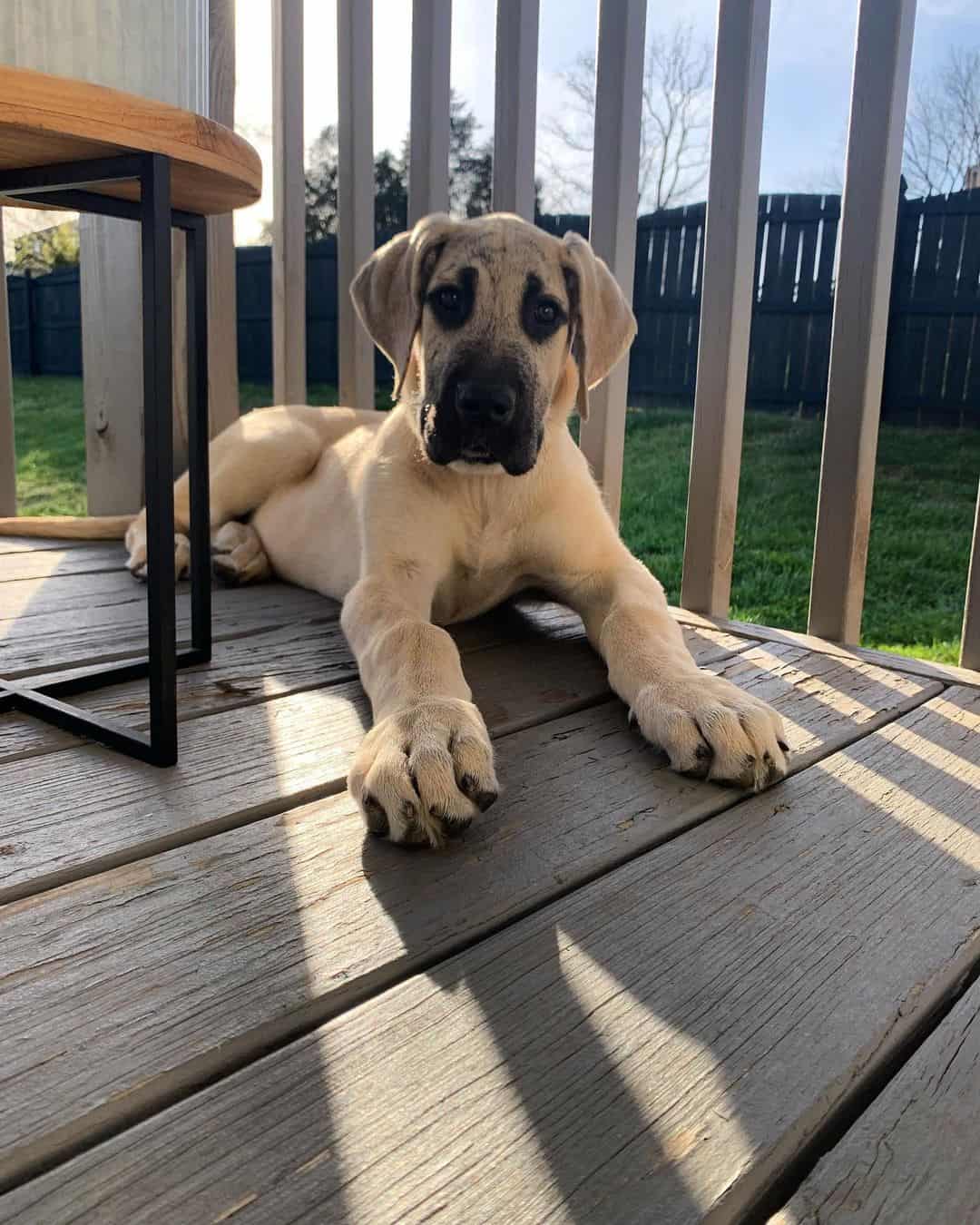 young irish wolfhound great dane mix