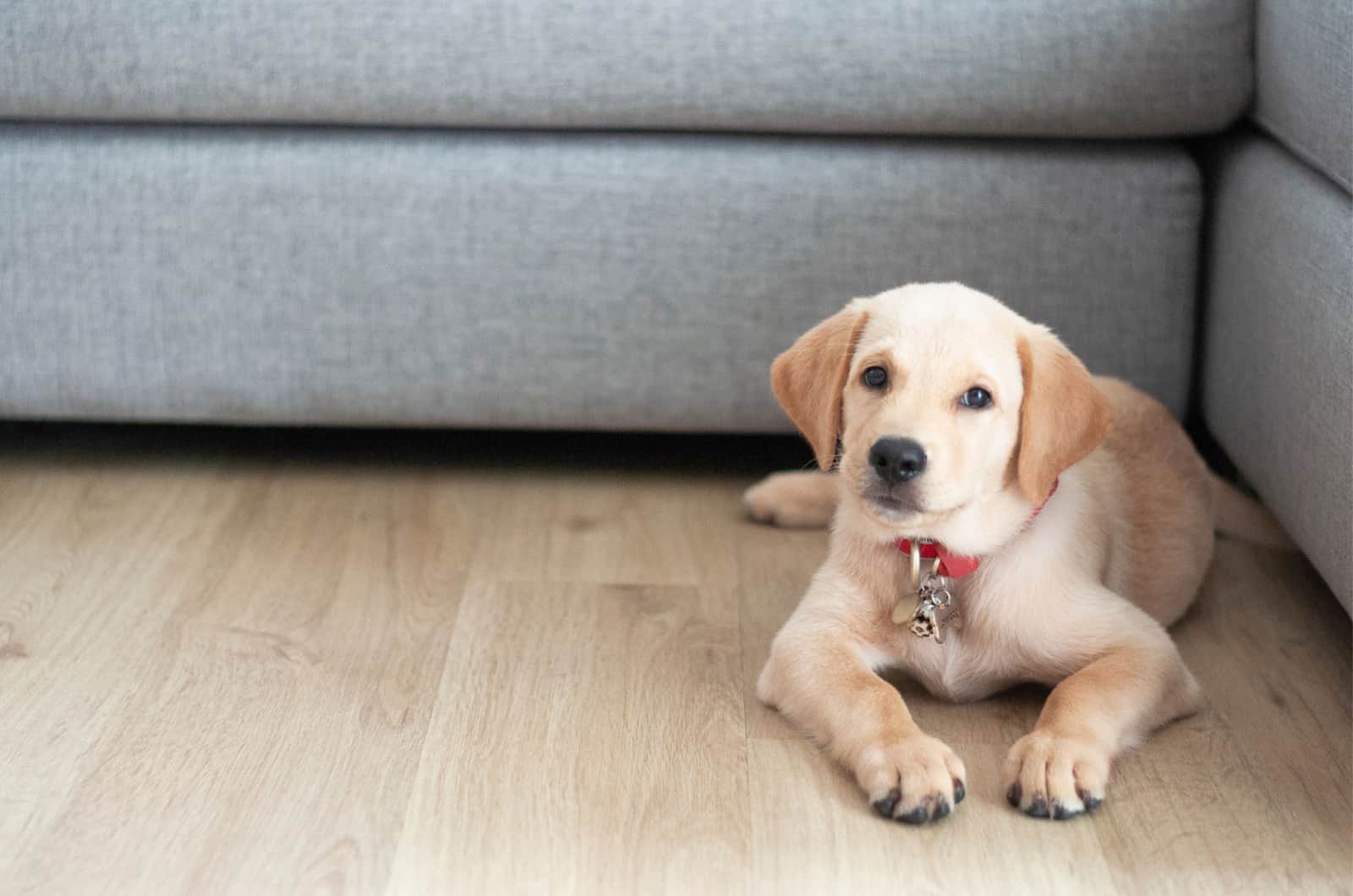 young labrador puppy