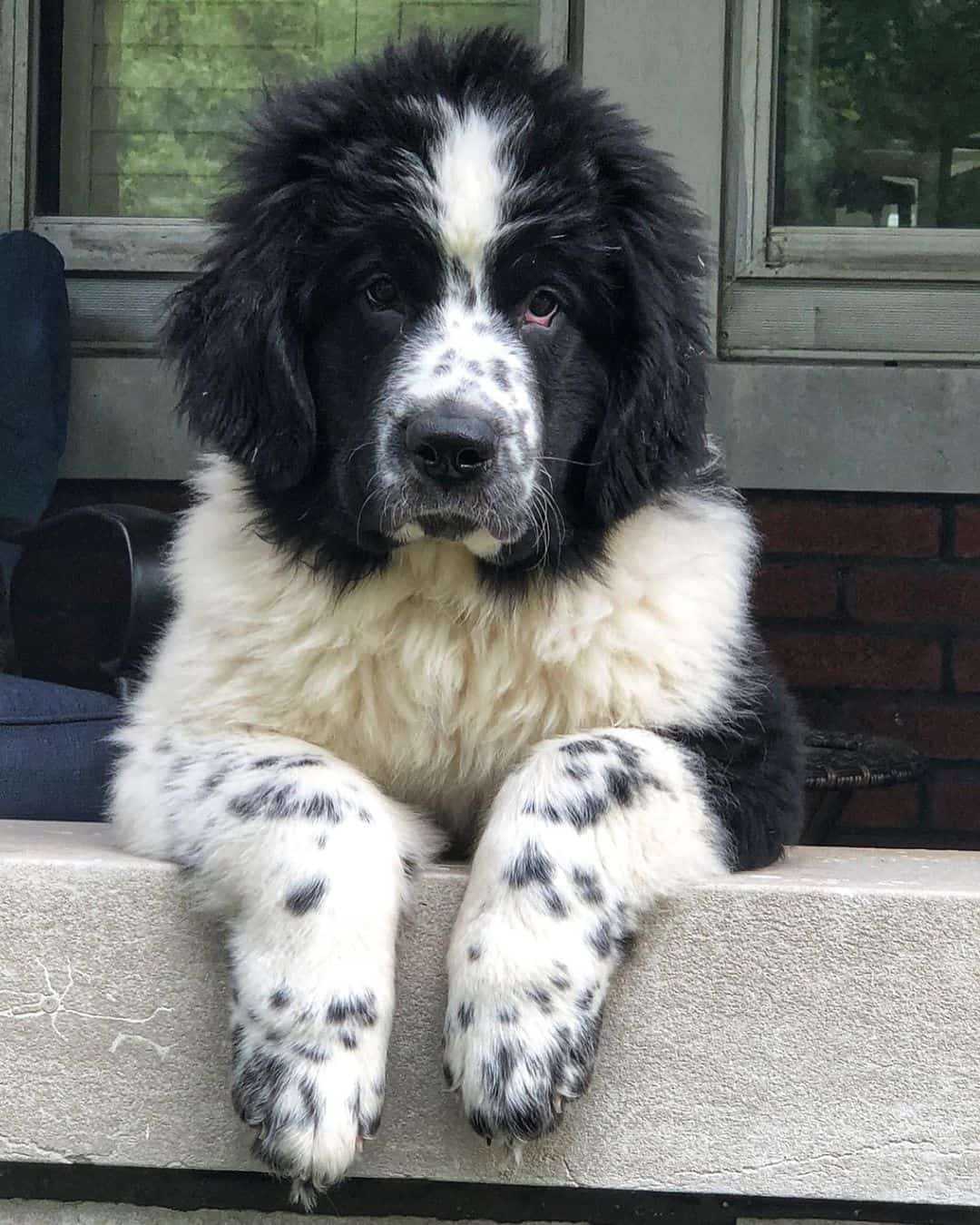 young landseer newfie