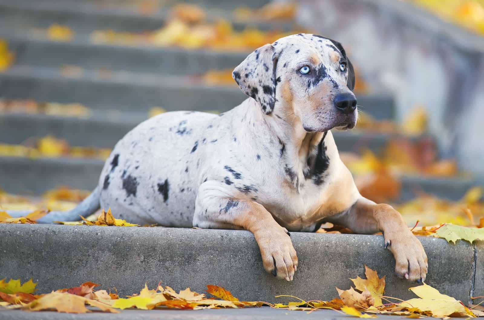 Young Louisiana Catahoula Leopard dog lying down