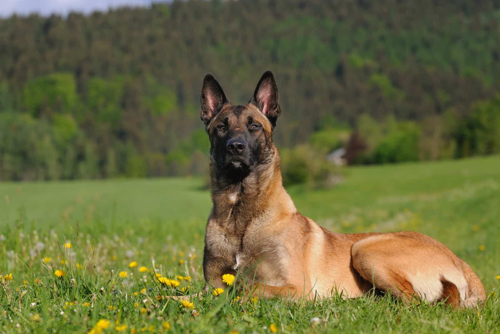 young Malinois Dog lying on the grass