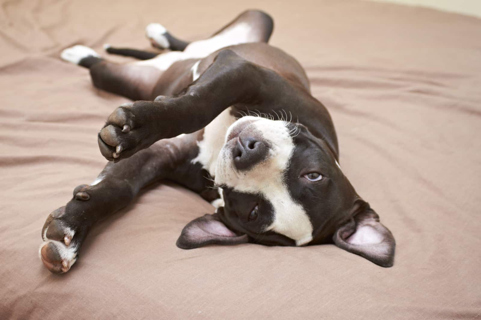 Young Pit Bull puppy asleep on soft beige bed