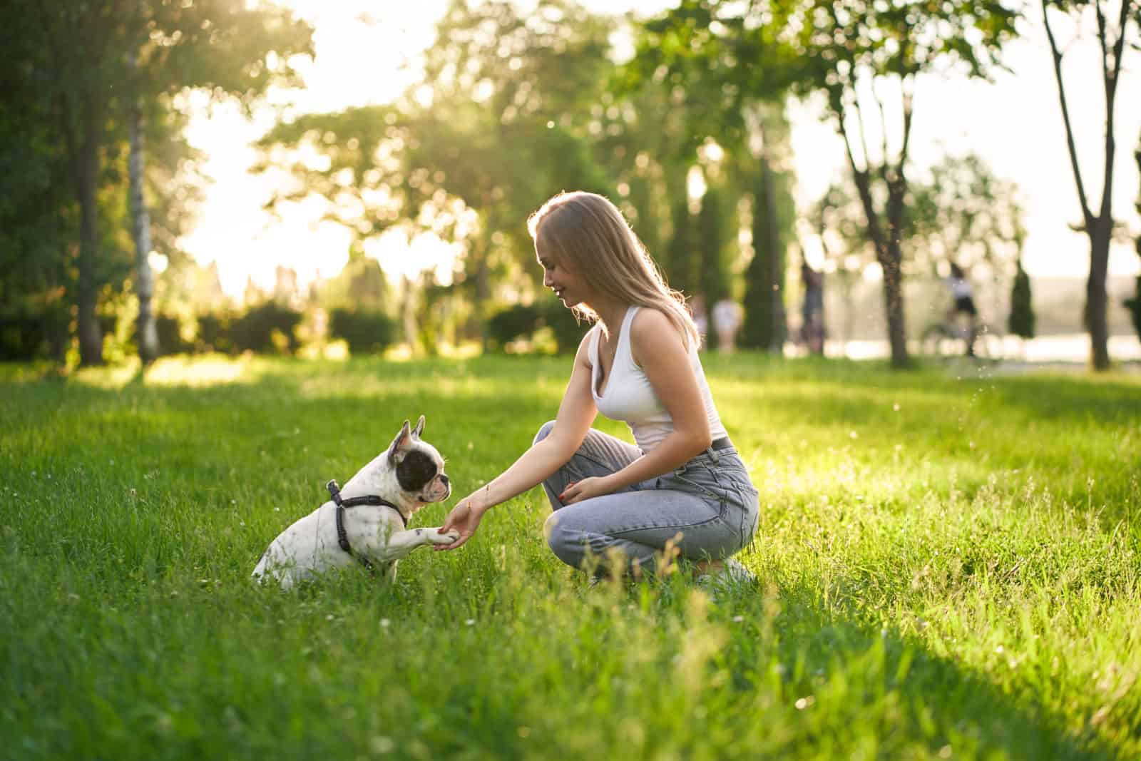 Young smiling woman training french bulldog in city park, giving treats.