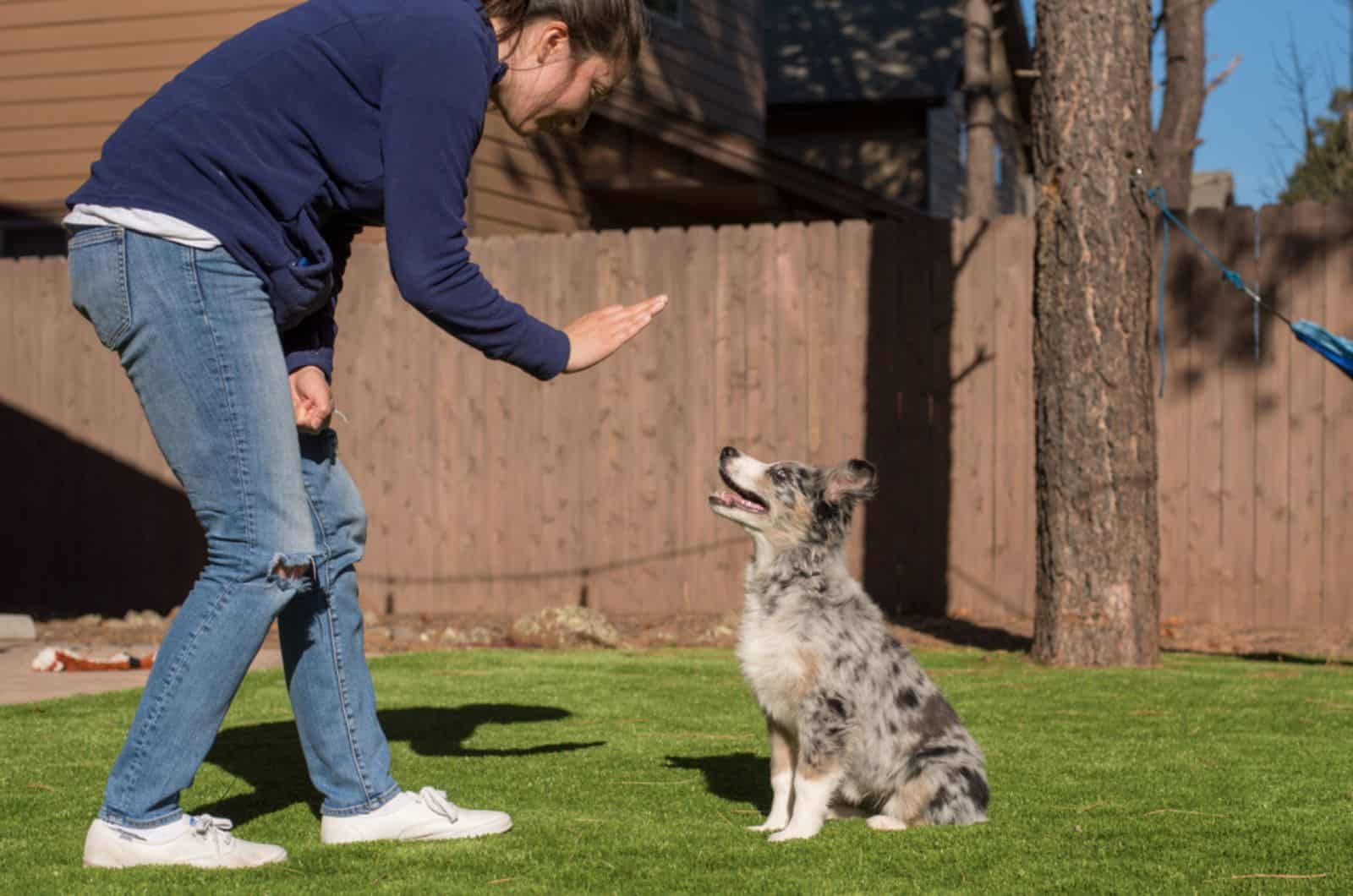 young woman and australian shepherd puppy playing in the yard