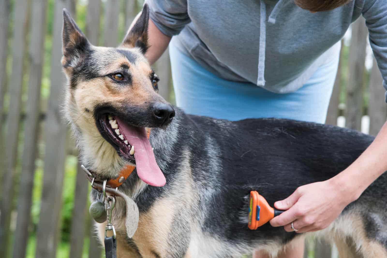 young woman grooming big german shepherd outdoor