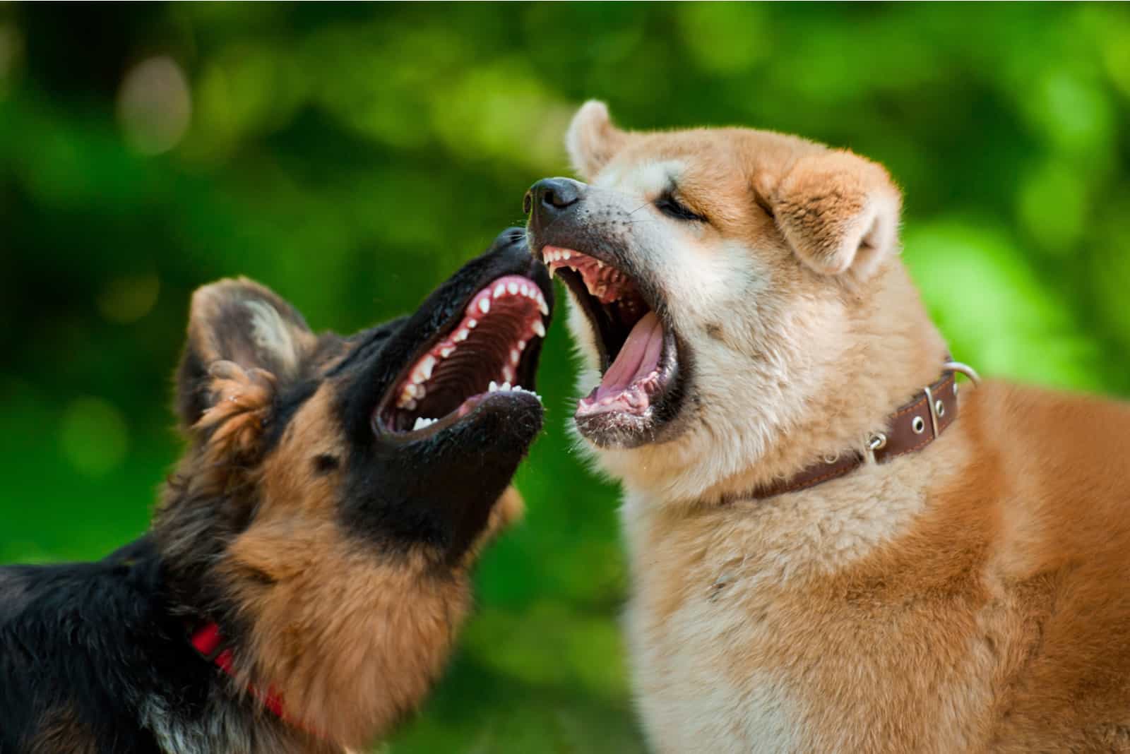 Younger Dog Attacking Older Dog: 6 Causes Of Aggressive Behavior