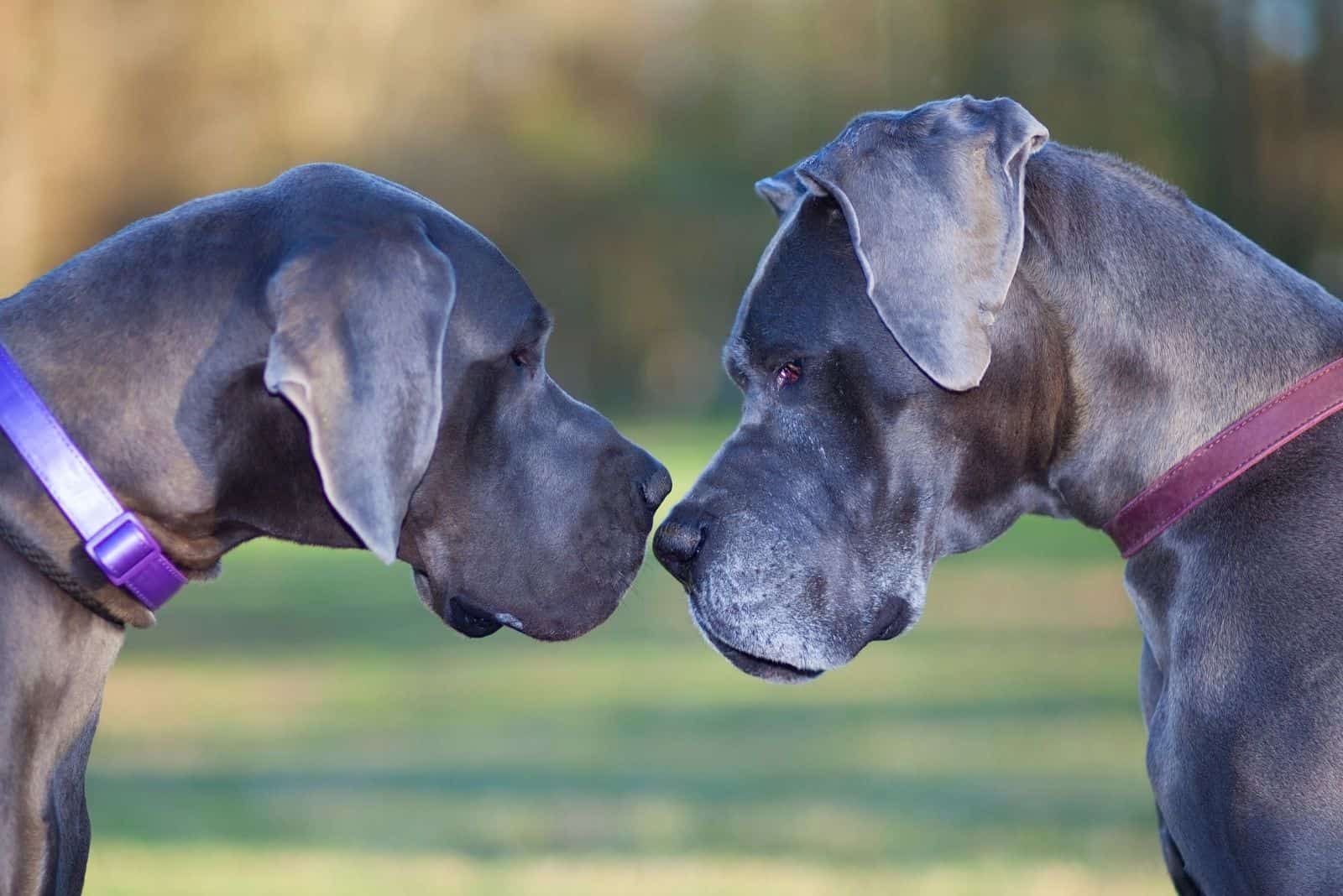 younger great dane meeting with an older great dane outdoors