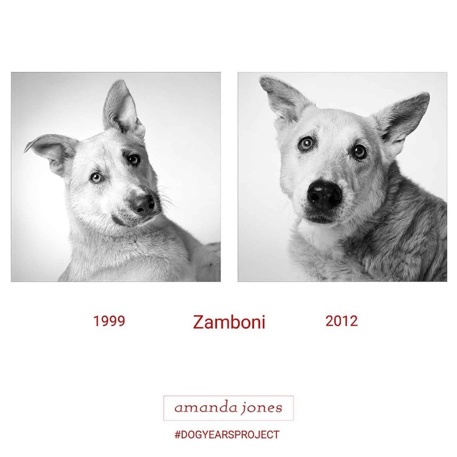 zamboni dog through years