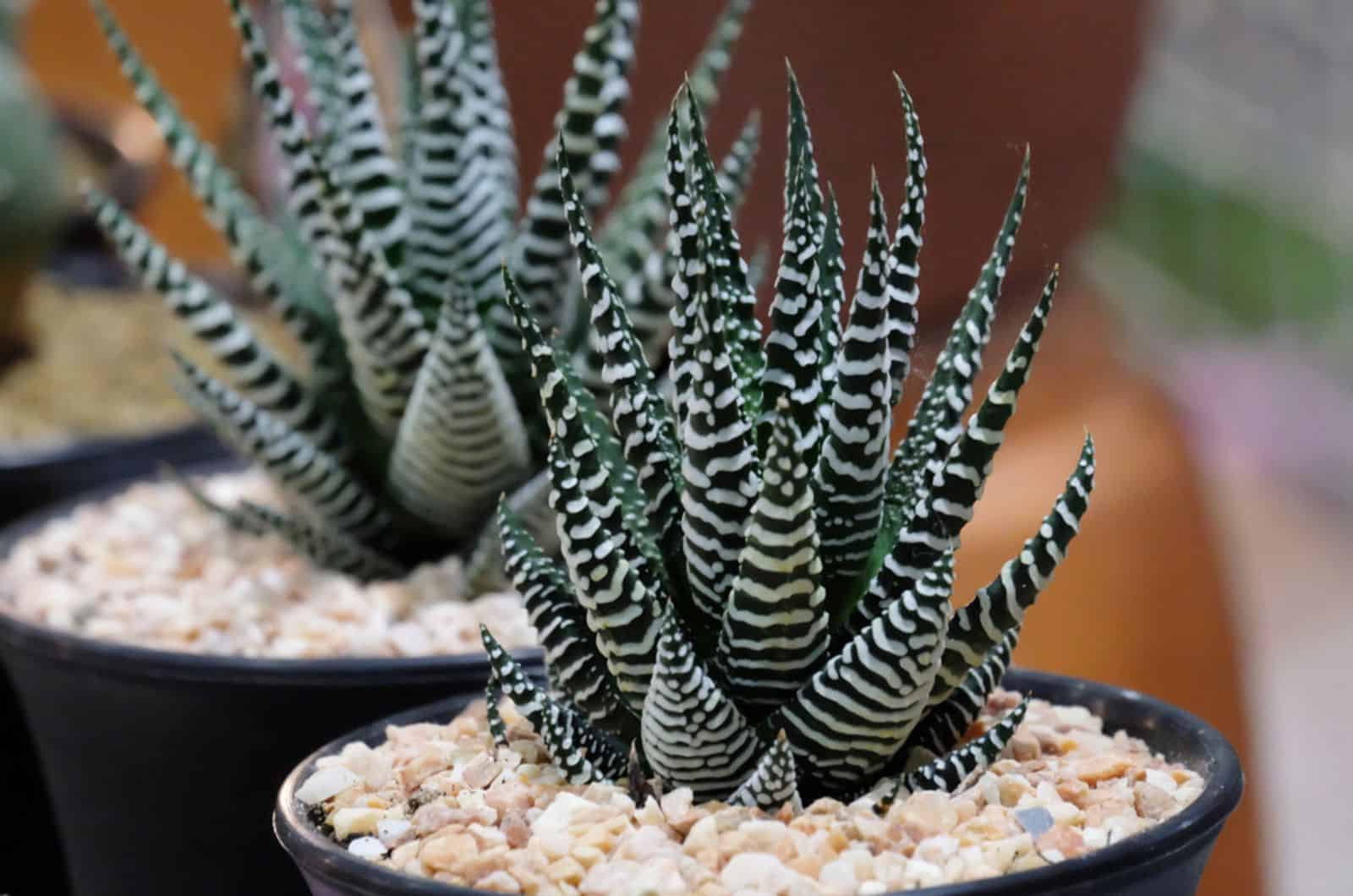 zebra haworthia plant