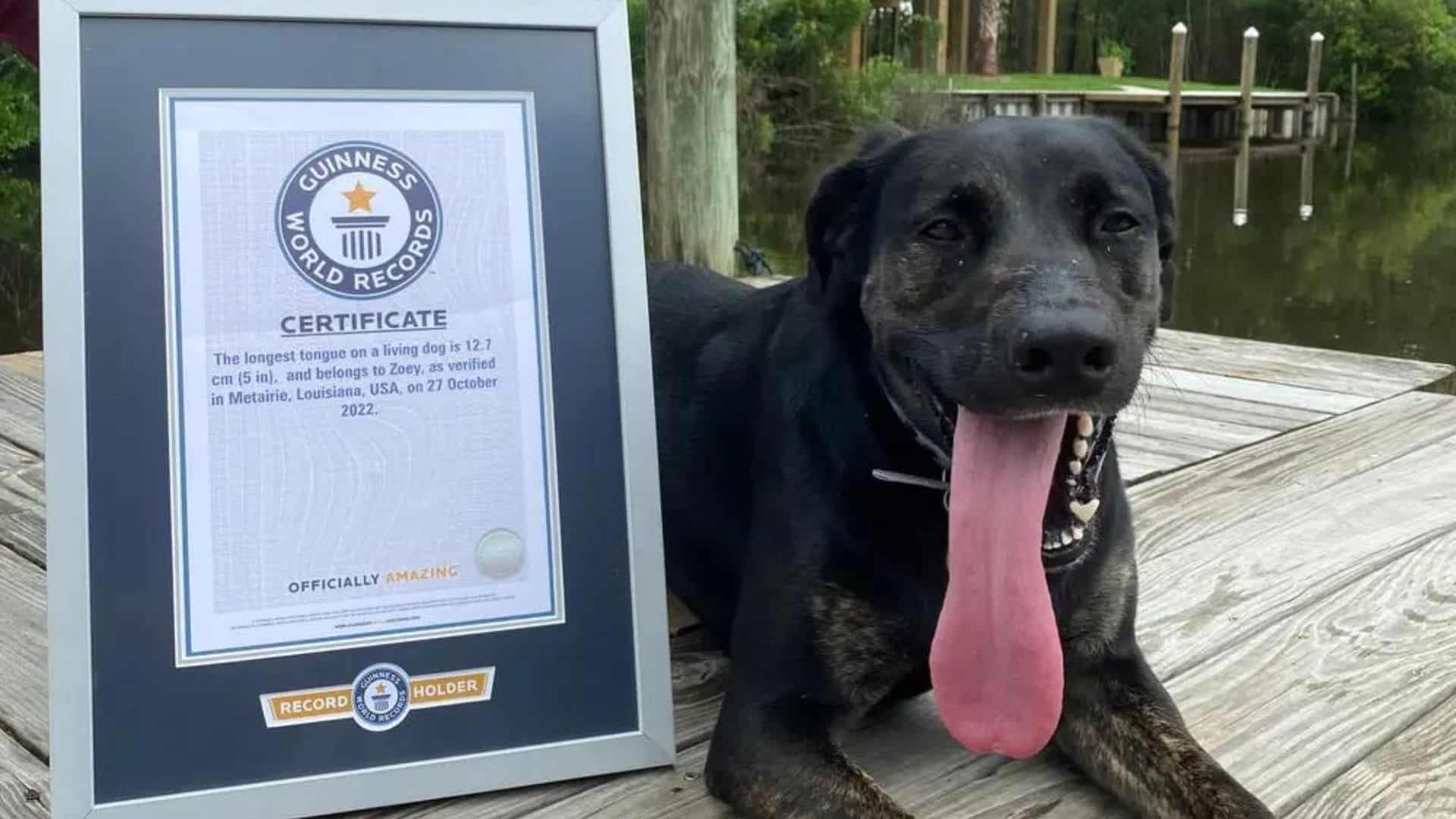 Zoey, The Lab And GSD Mix, Has The World’s Longest Tongue