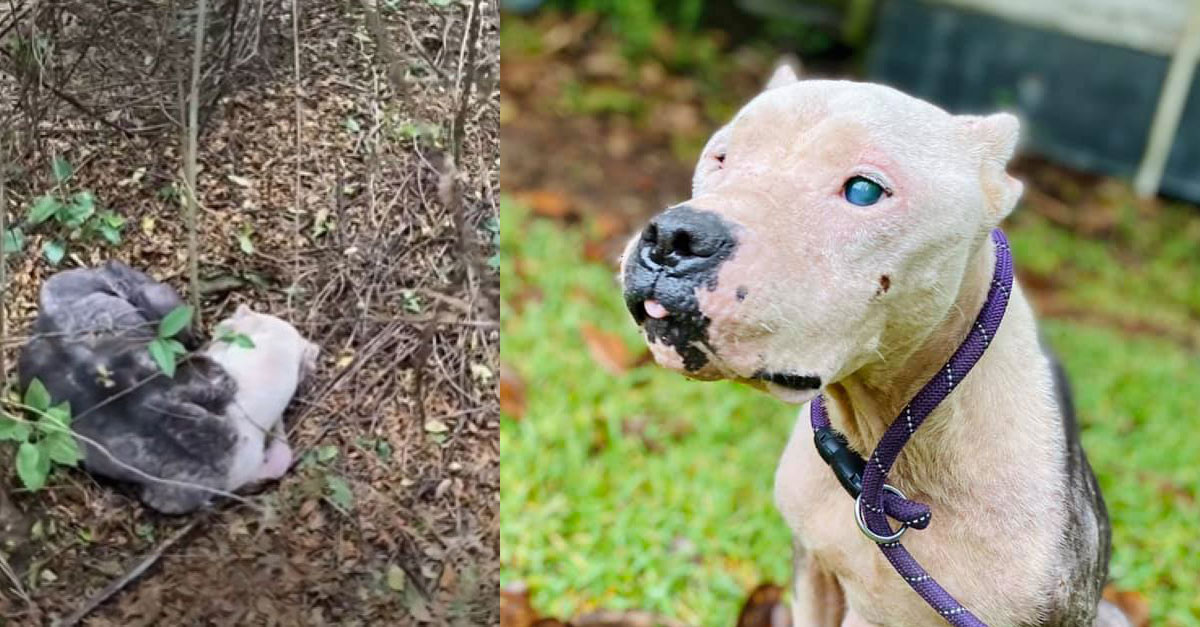 This Pittie Was So Heartbroken That She Didn’t Know What To Do After Being Dumped In A Forest