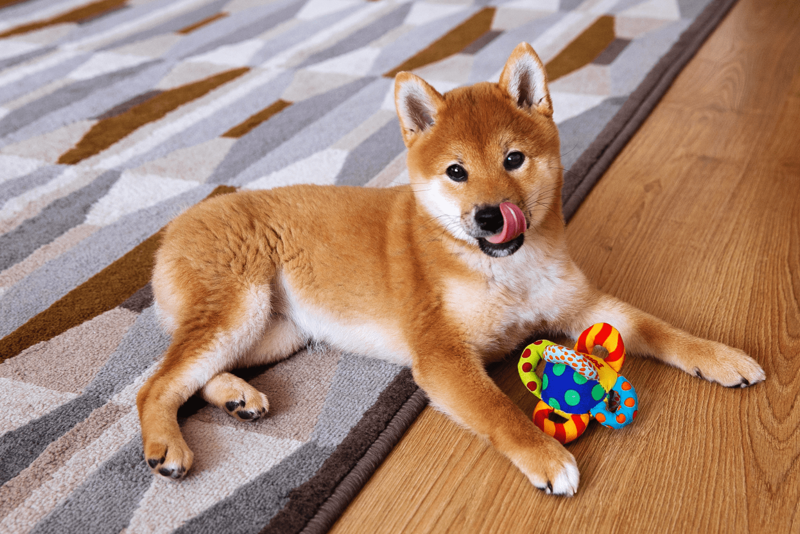 11 Best Toys For Shiba Inu: Your Dog Will Love Them