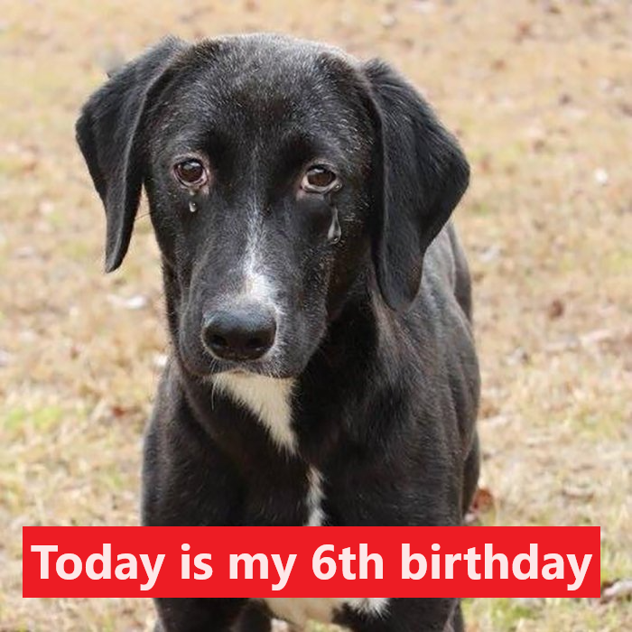 Today is my 6th birthday but I’m still just a homeless dog