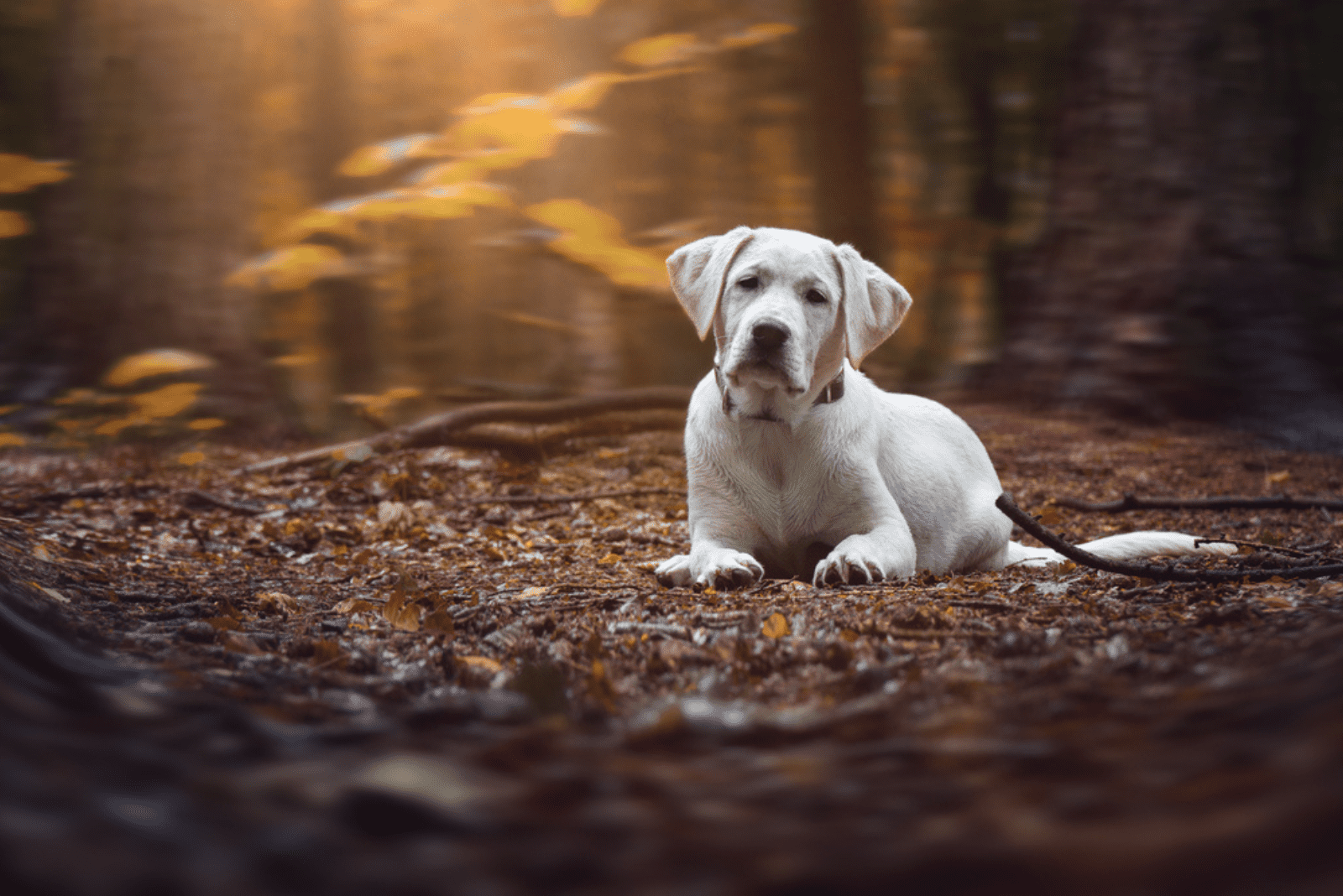 15 Best White Labrador Breeders In The United States