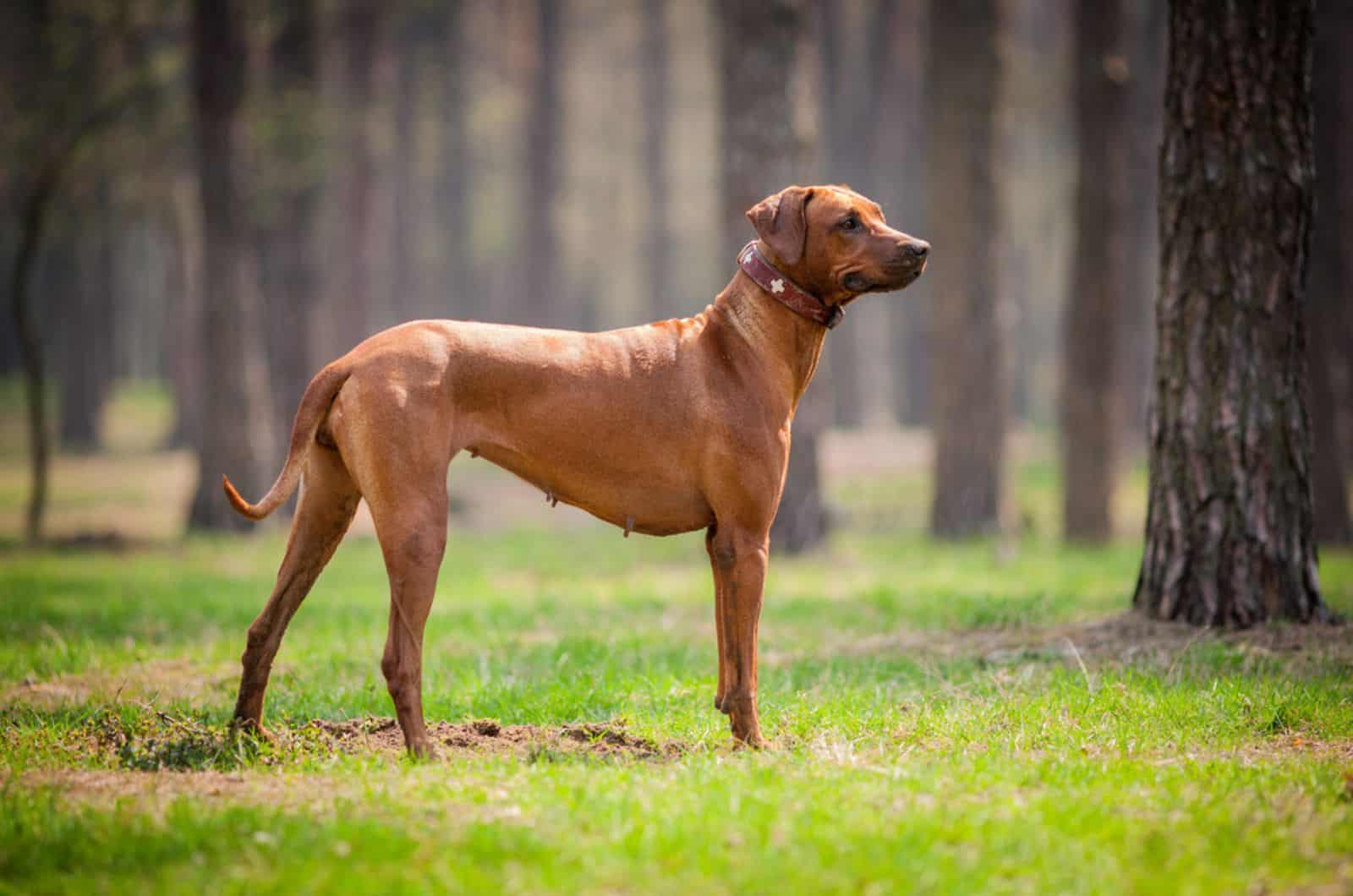 15 Least Talkative Dog Breeds To Get A Good Sunday Nap With