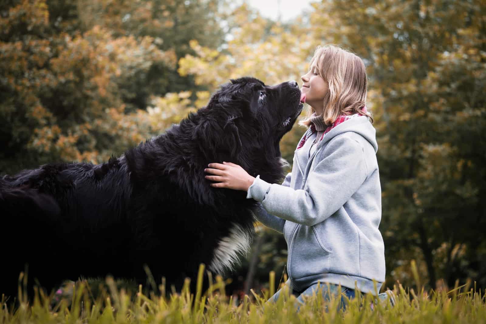 22 Amazing Newfoundland Mixes: Meet The Hairy Giants