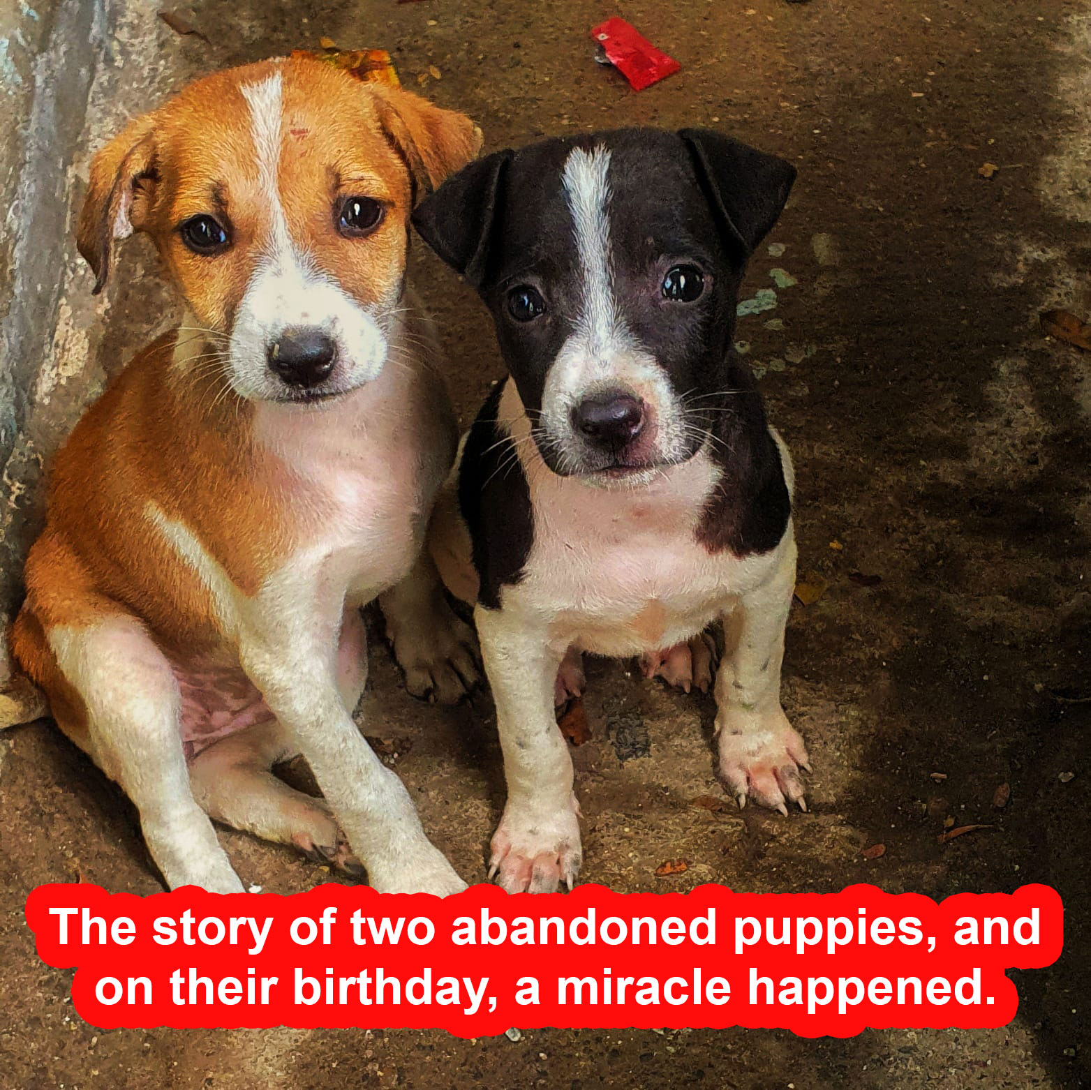 The story of two abandoned puppies, and on their birthday, a miracle happened