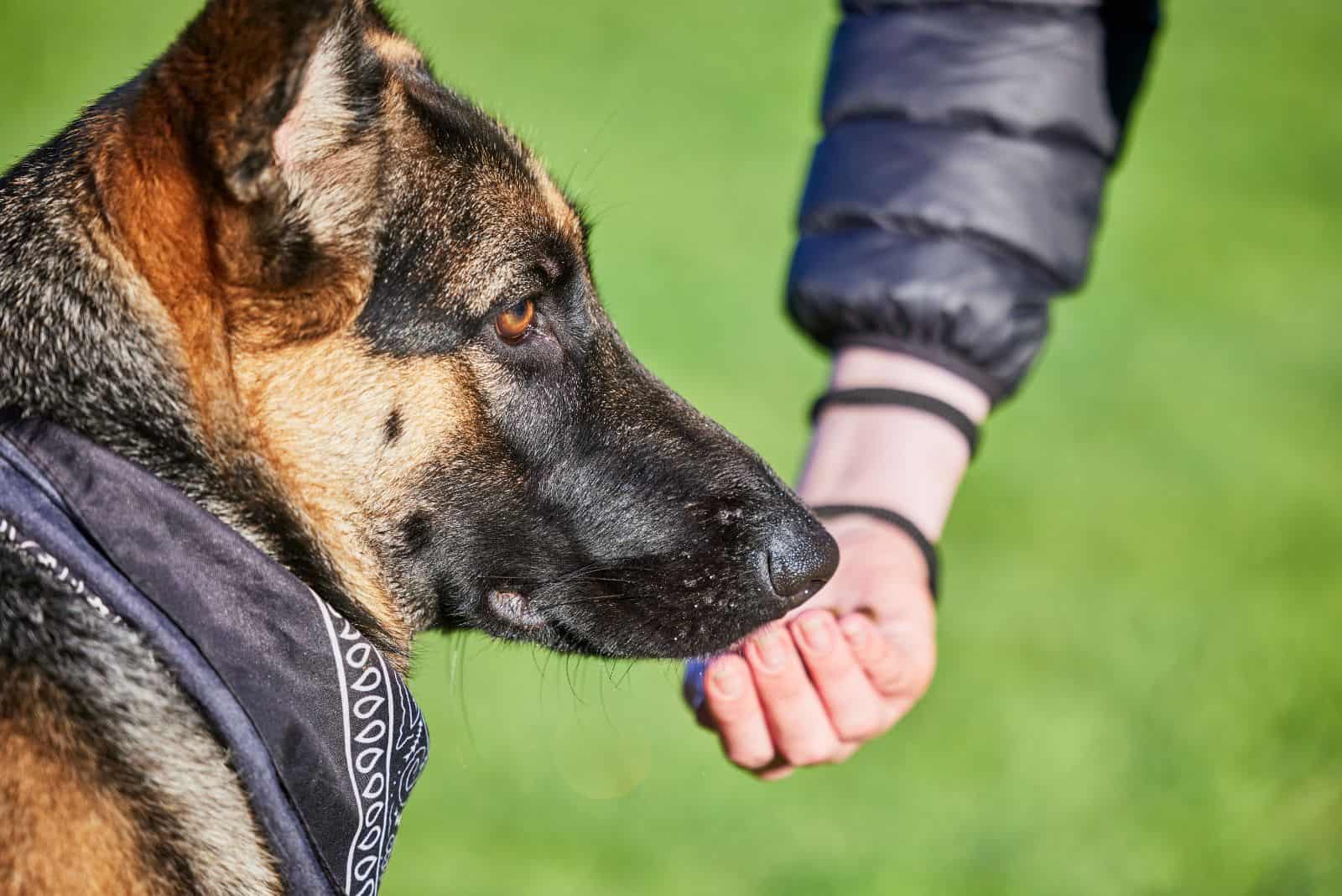 5 Nose Games German Shepherds And Owners Should Not Miss Out On