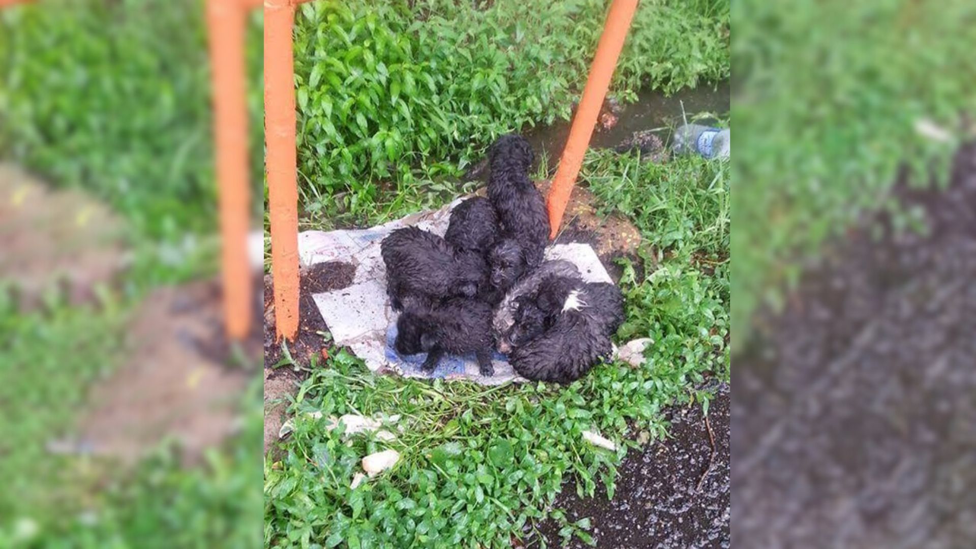 8 Tiny Newborn Puppies Dumped On The Street Were Crying For Help While Shivering In The Rain