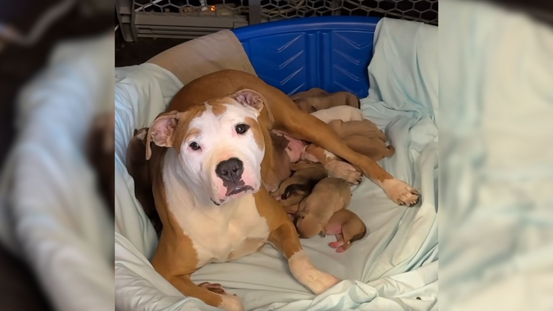 84-Year-Old Woman Was Shocked When Her Son’s Dog Gave Birth To 10 Puppies So She Called For Help