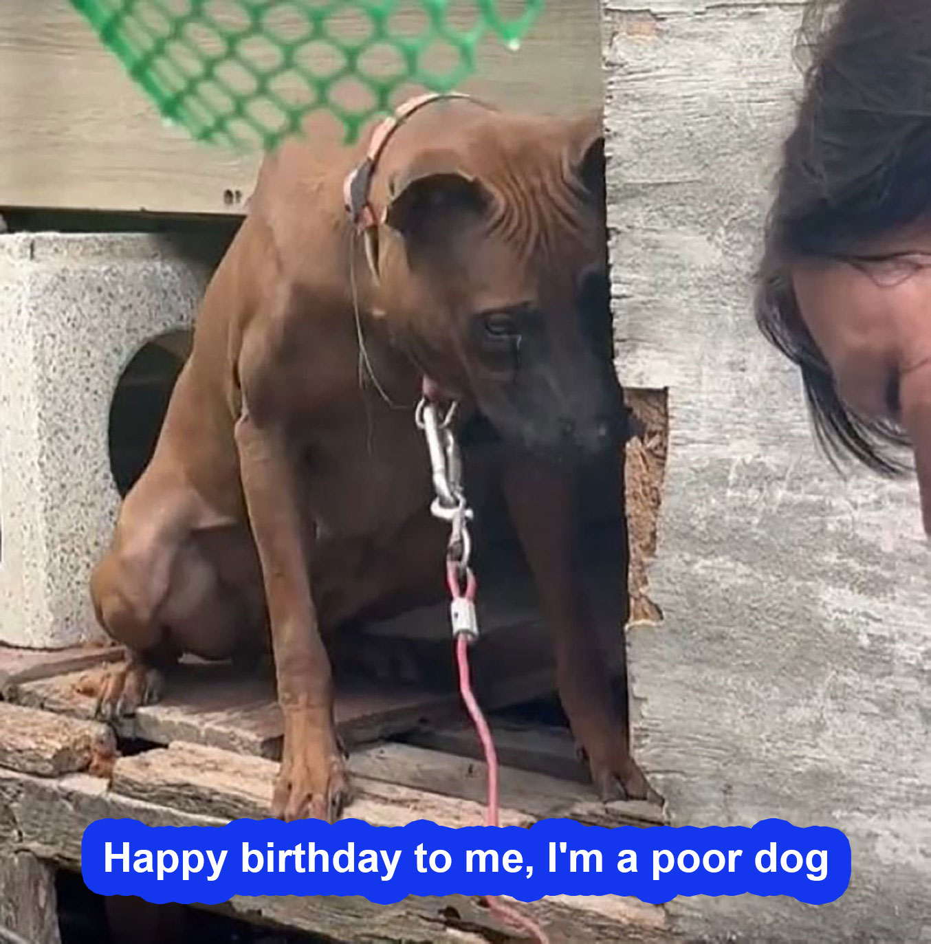 Happy birthday to me, I’m a poor dog