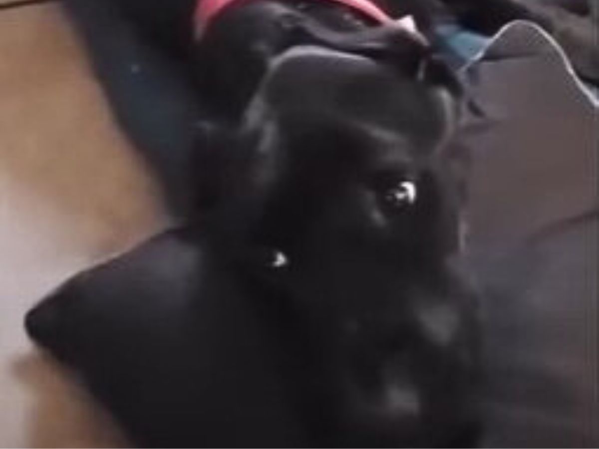 a black dog resting its head on a pillow