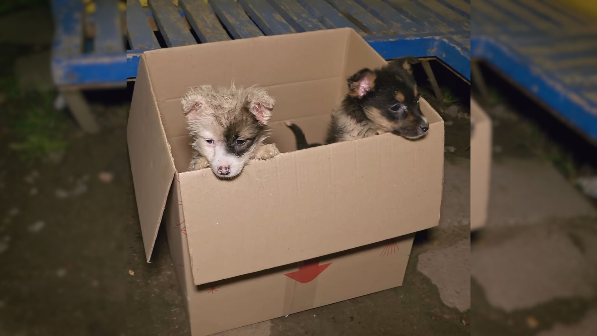 Bus Driver Was Shocked When He Saw Something In A Cardboard Box So He Stopped