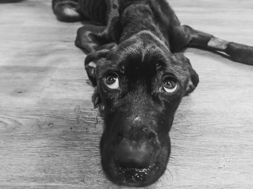 a confused dog lies on the laminate