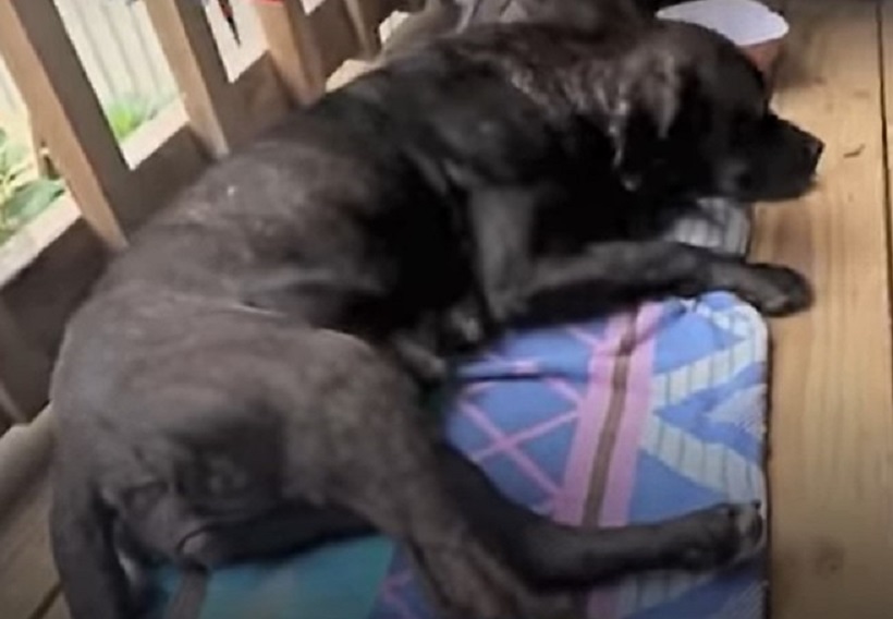 a curled up stray dog lies on a mat