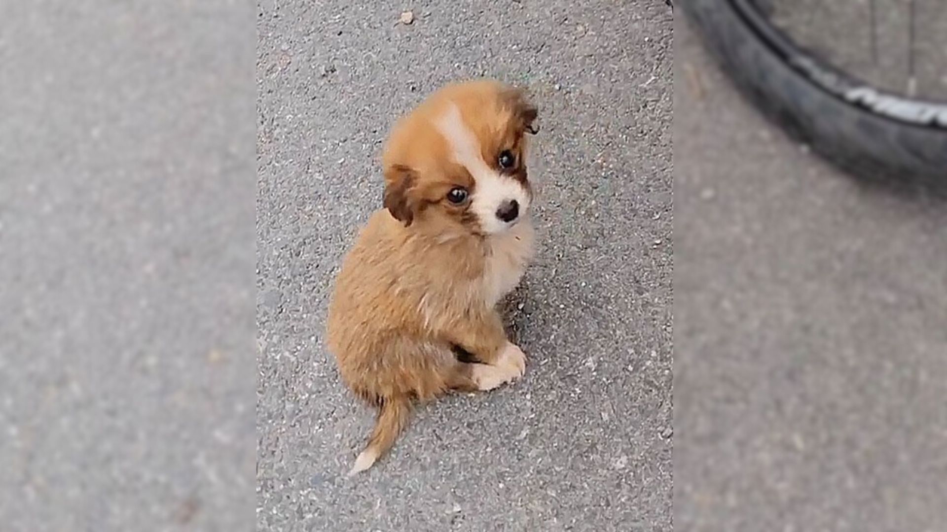 A Cyclist Was Just Minding His Business When He Discovered A Stray Puppy On The Trail