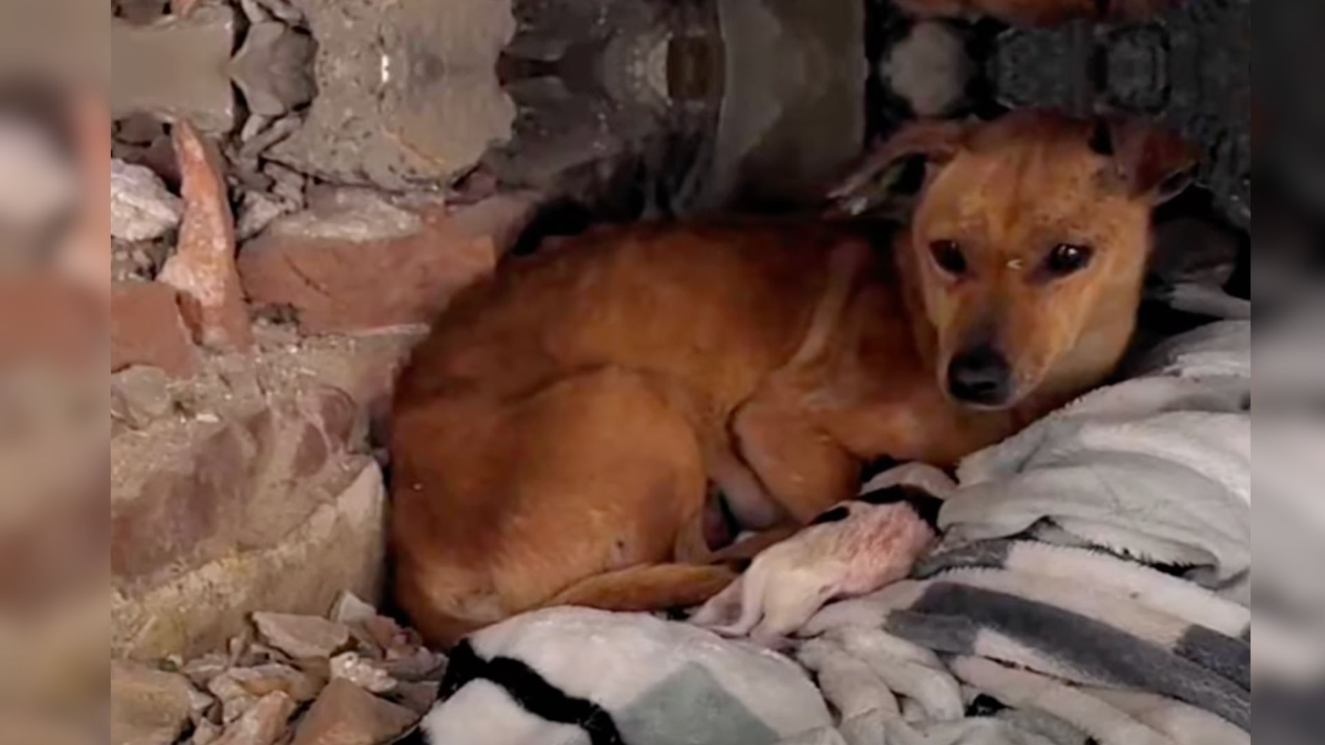 Mom Dog Desperate To Save Her Puppies From Harsh Weather Begs For Help