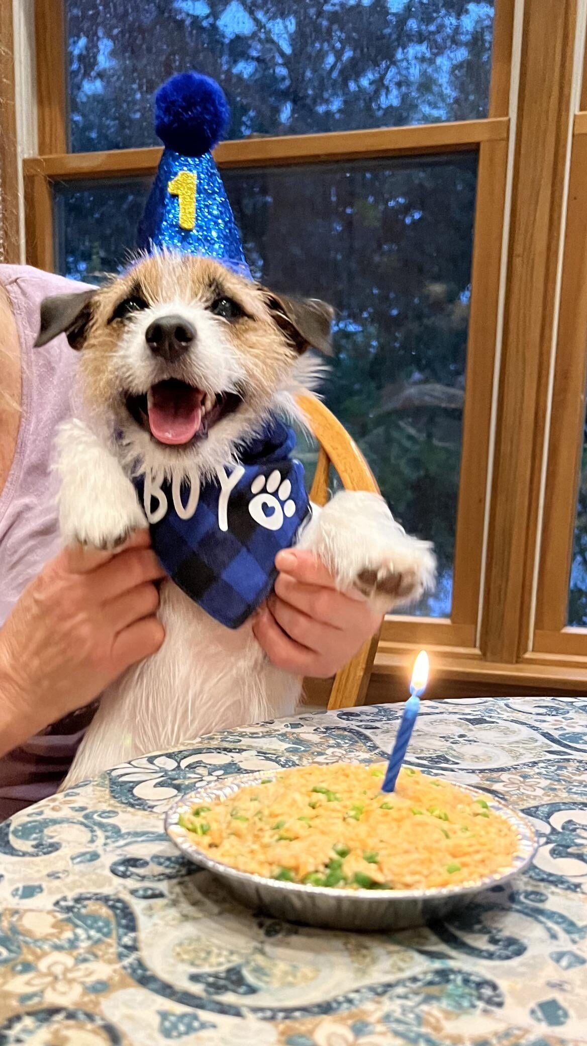 a dog celebrates first birthday