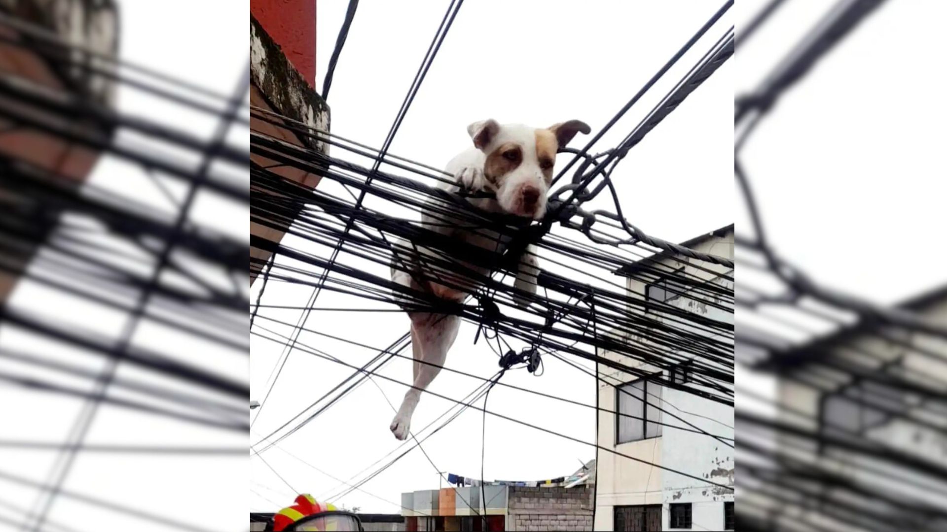 Dog Who Wouldn’t Stop Chasing A Butterfly Jumps Off A Rooftop But End Up Being Very Lucky