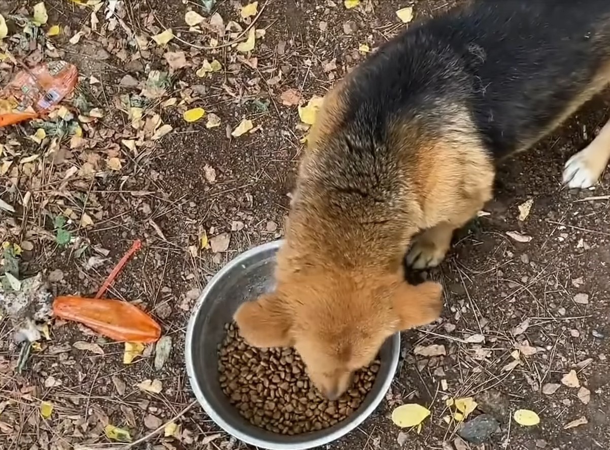 a dog eats from bowl