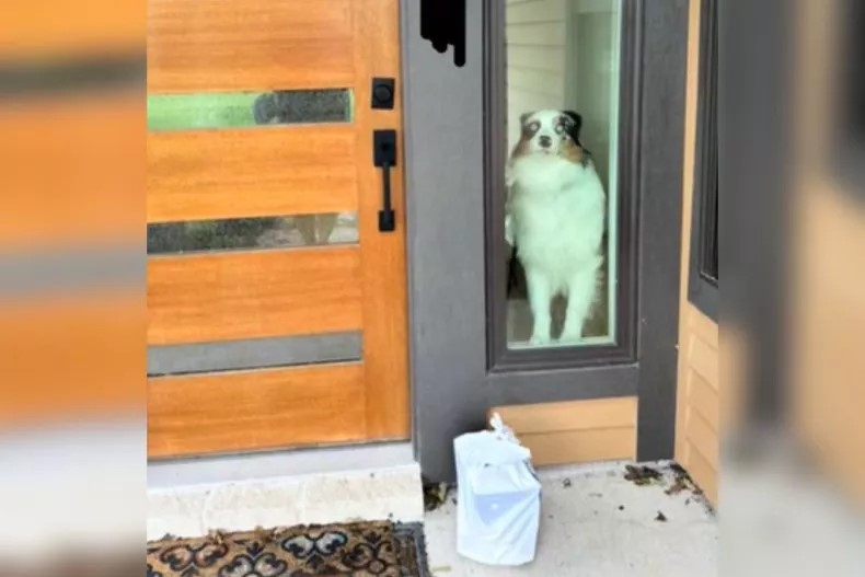 a dog looking through the door glass