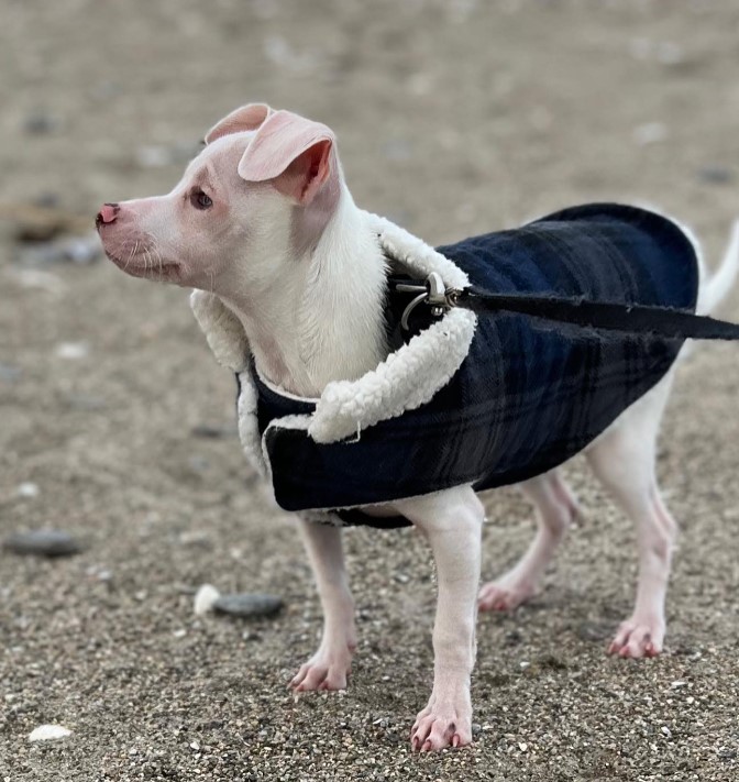 a dog on a leash is standing on the sand