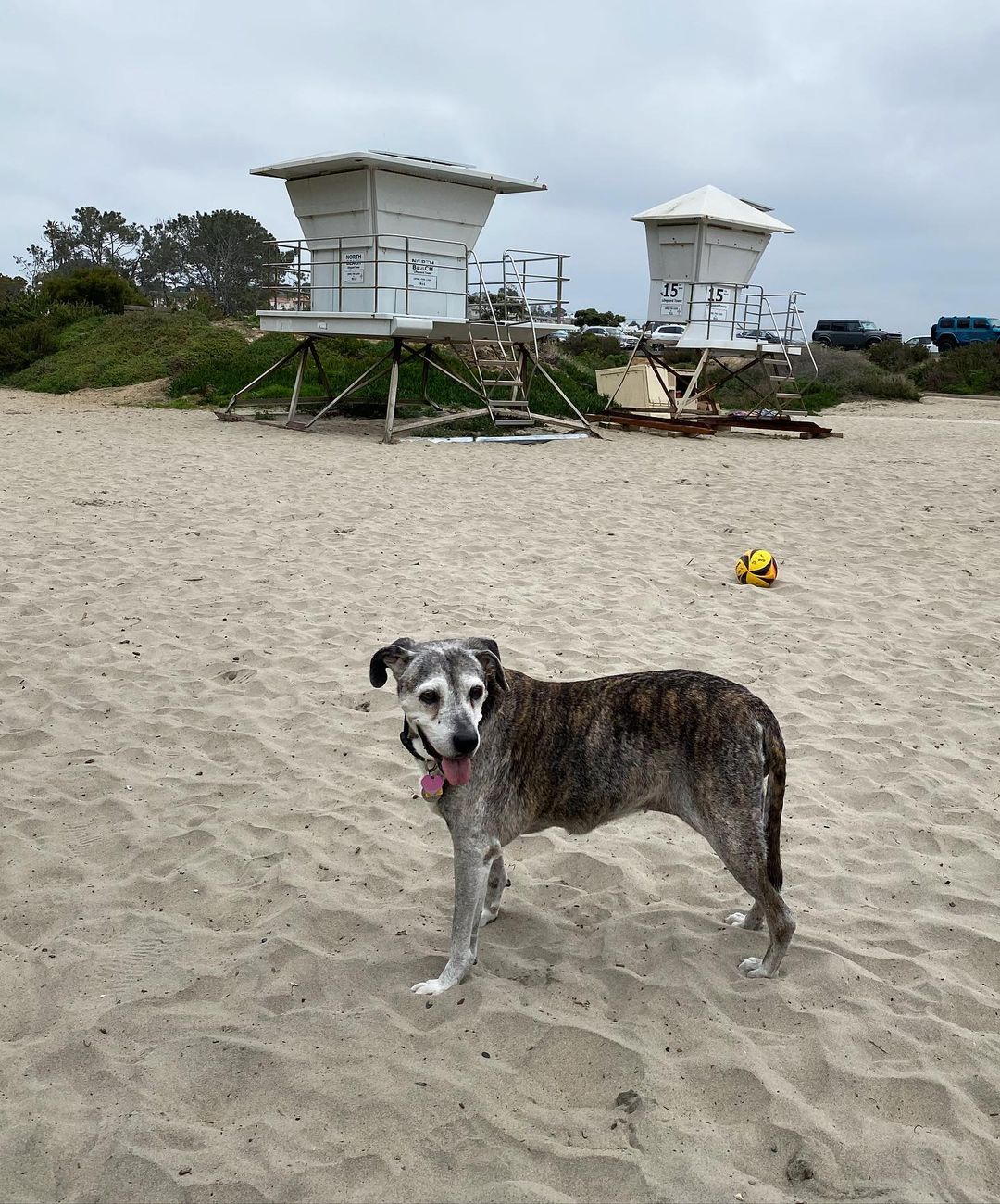 a dog on the beach