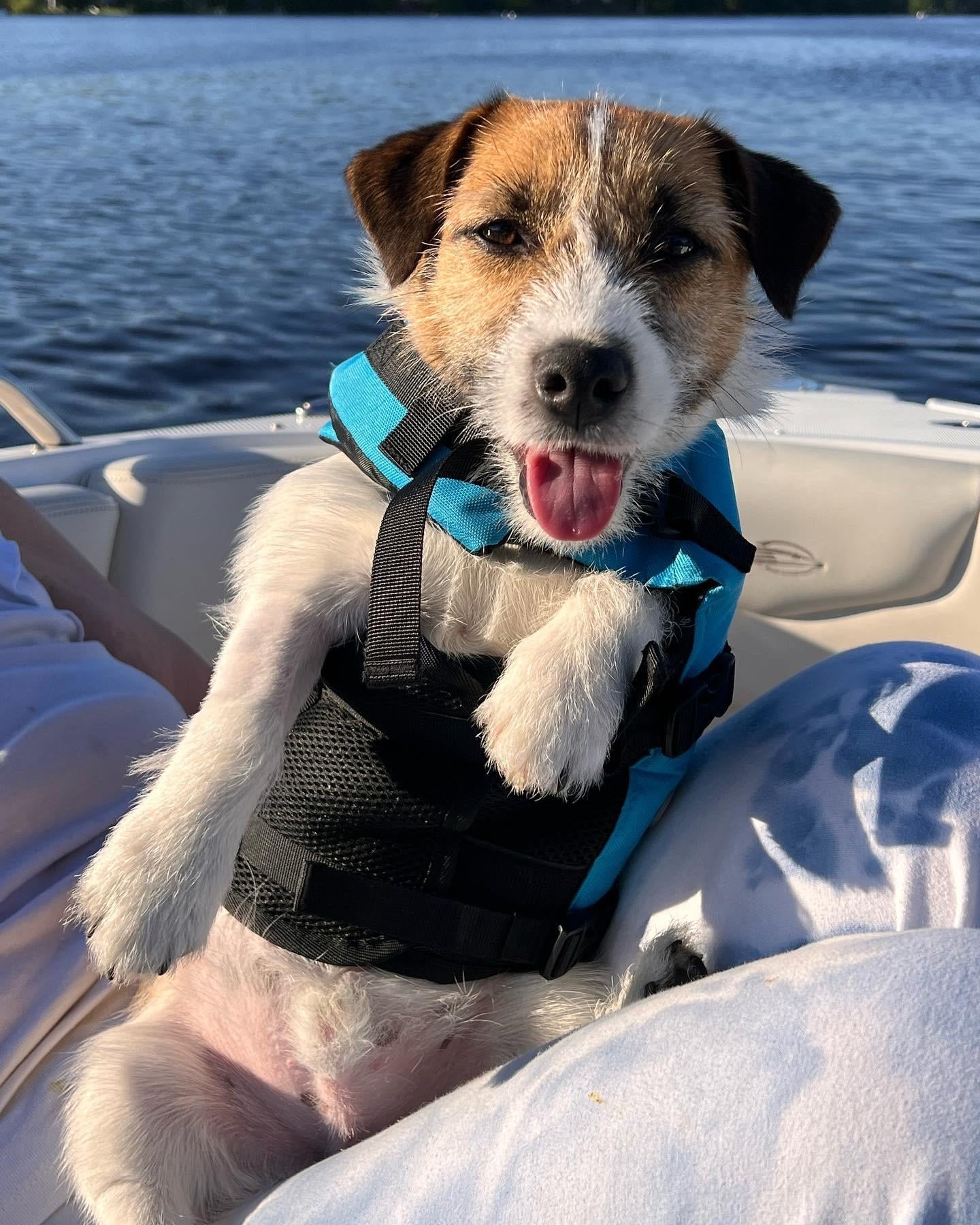 a dog on the boat