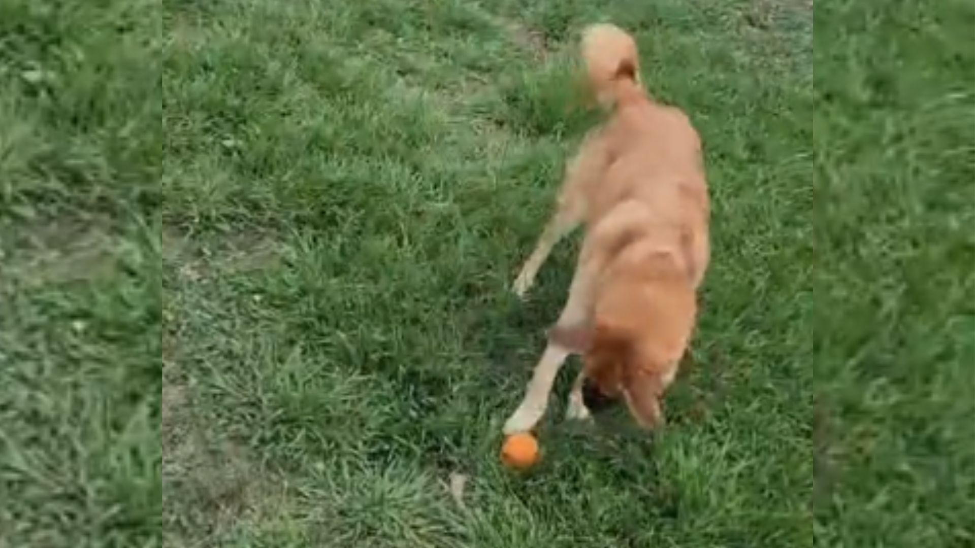 a dog playing with ball