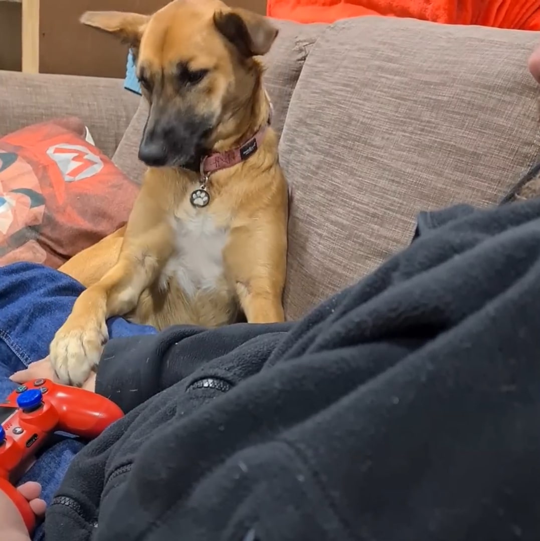 a dog sitting on couch with his owne