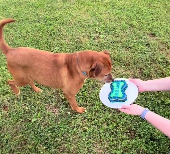 a dog sniffing cake