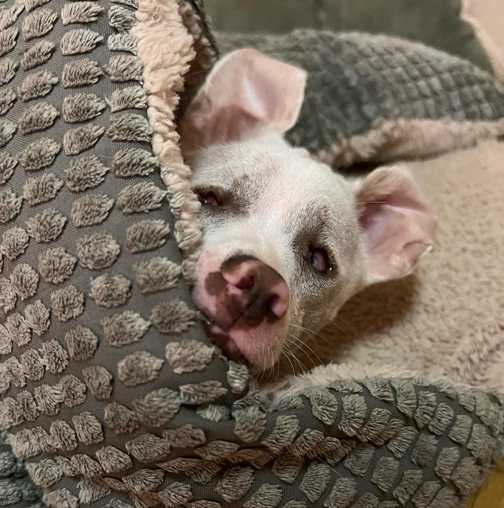 a dog that is blind and deaf is lying down wrapped in a blanket